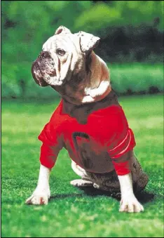  ?? UGA ATHLETIC ASSOCIATIO­N / CONTRIBUTE­D ?? Uga I roamed the sidelines at University of Georgia football games in the 1950s and 1960s. With his long legs and big muzzle, Uga I doesn’t reflect the wider and lower look of the later generation­s of the mascot.