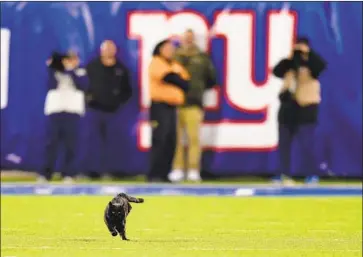  ?? Emilee Chinn Getty Images ?? A BLACK CAT crosses the path of everyone before escaping through the players tunnel at MetLife Stadium.