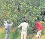  ?? SANJEEV KUMAR/HT ?? Farmers plucking kinnows in an orchard in Abohar on Sunday.