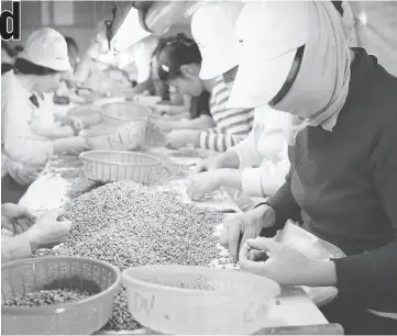  ?? — WP-Bloomberg photo ?? In this 2008 photo, workers with Binh Minh Coffee, a private coffee exporter based in Hanoi, Vietnam, sort robusta beans for quality. Vietnam now wants to be known as an instant coffee maker, stocking tins and jars on shelves across the world.