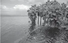  ?? [AP PHOTO/ARIEL SCHALIT] ?? In this April 25 photo, a dog swims in the water as trees stand where dry land was in the Sea of Galilee, locally known as Lake Kinneret in northern Israel.