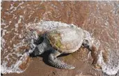  ?? KAMRAN JEBREILI AP ?? A dead green sea turtle washes up on a beach at a conservati­on reserve in the United Arab Emirates.