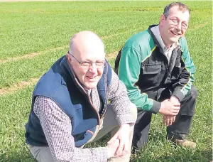  ??  ?? Douglas Bonn, left, and Craig Norrie in the field of Zulu wheat.