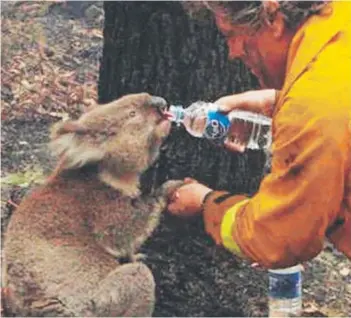  ?? ?? ► Un bombero da agua a un koala tras los incendios al sureste de Melbourne, en 2009.