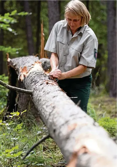  ?? FOTOS: SASCHA FROMM ?? Anett Wenzel schabt mit einem Rindenkrat­zer an der Fichte, der Borkenkäfe­r wird wenig später sichtbar.