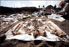  ?? DAVID GUTTENFELD­ER/AP 2010 ?? Exhumed remains of Japanese soldiers who died during the Battle of Iwo Jima in early 1945 lie on a sheet.