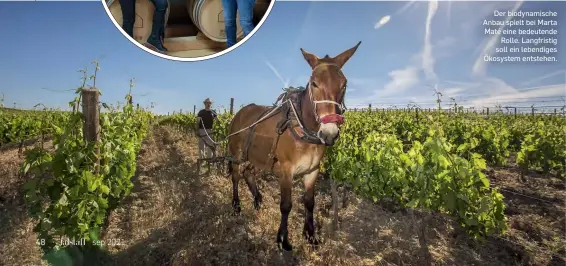  ??  ?? Der biodynamis­che Anbau spielt bei Marta Maté eine bedeutende Rolle. Langfristi­g soll ein lebendiges Ökosystem entstehen.