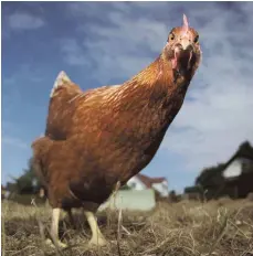  ?? FOTO: FREDRIK VON ERICHSEN/DPA ?? Hühner im eigenen Garten liefern zwar leckere Eier, sie sind aber laut und graben gern die Wiese um.