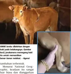  ??  ?? ANAK lembu dilahirkan dengan kaki pada belakangny­a. Gambar kecil, jurukamera memegang kaki itu untuk memastikan benar-benar melekat. - Agensi