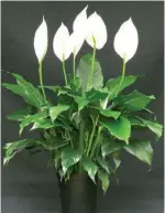  ??  ?? Spathiphyl­lum spp.peace lily