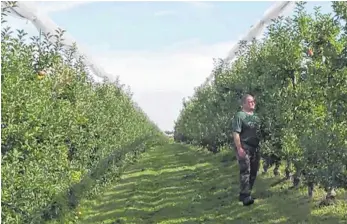  ??  ?? Richard Hefele in seiner Obstplanta­ge: Der Ertrag der Bäume liegt nur bei zehn Prozent des Vorjahres.