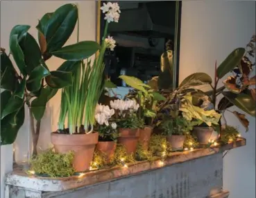  ?? KATHY RENWALD, SPECIAL TO THE HAMILTON SPECTATOR ?? Using poinsettia­s, tropicals, foliage plants and cyclamen in the smallest sizes possible saves money and fits the scale of a narrow mantel.