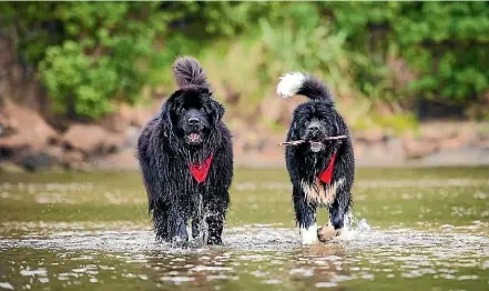  ??  ?? Jacqui Hourigan made use of the policy when she introduced Clooney, a Newfoundla­nd puppy, to her family.