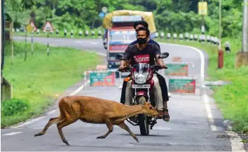  ?? — PTI ?? A deer crosses the National Highway-37 in search for safer place near the flood-hit Kaziranga National Park in Assam on Sunday.