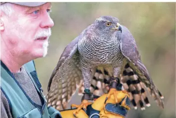  ?? RP-FOTO: ANRULF STOFFEL ?? Uwe Heinrichs mit einem Habicht, mit dem er bereits im Freizeitpa­rk Kaninchen fängt.