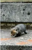  ?? Foto: Yannick Paul ?? Dieser kleine Fuchs wohnt offenbar auf der Anlage des TC Augsburg. Zwei Jungtiere wurden gesichtet.