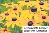  ??  ?? Get some late summer colour with rudbeckias