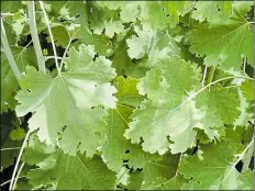  ?? BILD: PETER BUSCH ?? Dekorativ: Mit Federmohn lassen sich unattrakti­ve Ecken im Garten gut verdecken.