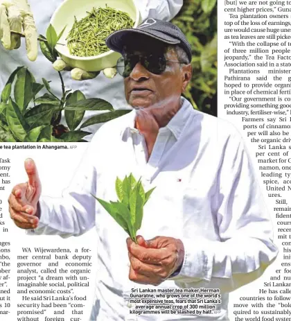  ?? AFP ?? Sri Lankan master tea maker Herman Gunaratne, who grows one of the world’s most expensive teas, fears that Sri Lanka’s average annual crop of 300 million kilogramme­s will be slashed by half.