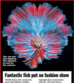  ?? Picture: SOLENT ?? The red and blue fighting fish displays its tail for the camera