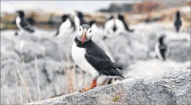  ?? PHOTO COURTESY OF UNIVERSITY OF NEW BRUNSWICK, ATLANTIC LABORATORY FOR AVIAN RESEARCH ?? A puffin on the rocks along the coast of Machias Seal Island, N.B. Scientists from around the globe found that Puffins in eastern Canada don’t venture as far from home as their European relatives, possibly improving their success when it comes to...