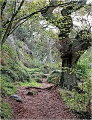  ??  ?? Tree roots ripple through a rugged path weaving through ancient woodland.