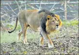  ?? PARVEEN KUMAR/HT ARCHIVE ?? Eight Asiatic lions tested positive for Covid-19 on Monday after they showed signs of respirator­y distress.