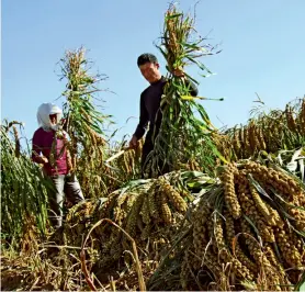  ??  ?? La saison des récoltes à la bannière d’Aohan en Mongolie intérieure. Les agriculteu­rs locaux bénéficien­t du programme de formation de la FAO qui promeut la biodiversi­té agricole et la création d’un écosystème résistant.