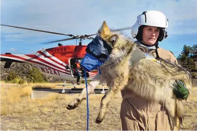  ?? JIM THOMPSON/JOURNAL ?? Maggie Dwier, assistant Mexican wolf recovery coordinato­r for Fish and Wildlife, carries a wolf from a helicopter to a study site near Reserve in January 2020. Environmen­talists are pushing to do more to protect the wolves after one was found dead.