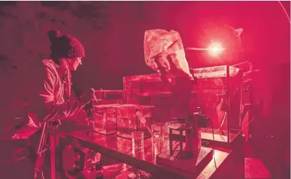  ?? Postojnska jama / Foto: ?? V posebnem jamskem laboratori­ju z medlo rdečo svetlobo biologinja Katarina Kanduč skrbi za 32 zmajevih mladičkov.