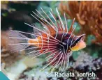 ??  ?? Radiata lionfish.