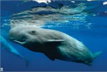  ??  ?? La baisse des activités dans la grande bleue fut une opportunit­é pour écouter les mammifères marins.