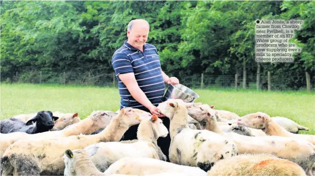  ??  ?? Alan Jones, a sheep farmer from Chwilog, near Pwllheli, is a member of an EIP Wales group of producers who are now supplying ewe’s milk to speciality cheese producers