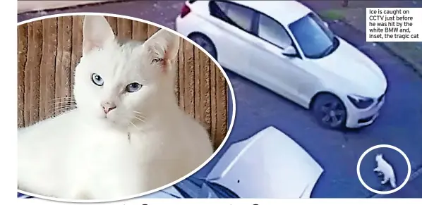  ?? ?? Ice is caught on CCTV just before he was hit by the white BMW and, inset, the tragic cat