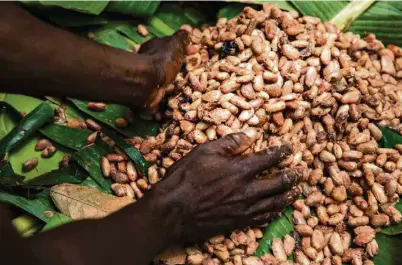  ?? (UTE GRABOWSKY/ PHOTOTHEK VIA GETTY IMAGES) ?? Les cours du cacao se sont effondrés de 40% depuis juillet 2017. En cause, la surproduct­ion provoquée par l’apparition en Côte d’Ivoire d’une nouvelle variété de cacaoyer baptisée Mercedes.
