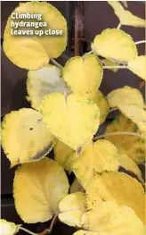  ??  ?? Climbing hydrangea leaves up close