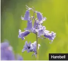  ??  ?? Harebell