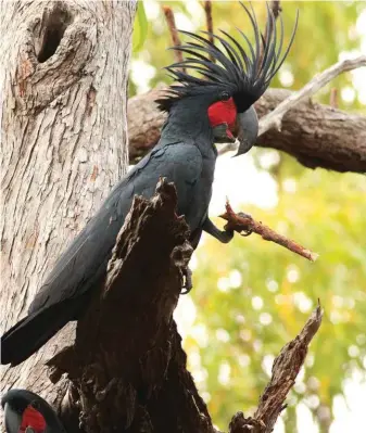  ??  ?? Gripping a stick he’s shaped for the purpose, a male palm cockatoo prepares to drum on a branch. If he likes the stick, he’ll carry it with him to his next drum site.