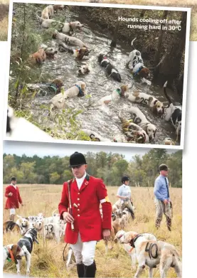  ??  ?? Hounds cooling off after
running hard in 30°C Ashley Hubbard, huntsman of the Green Spring Valley and the trial. In the blue shirt is Tony Leahy, president of the American MFHA