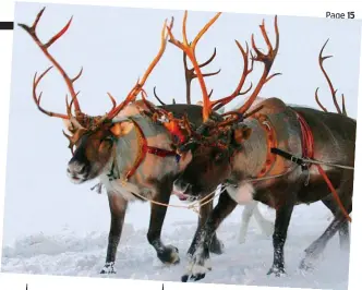  ??  ?? Winter wonders: But reindeers can be as cantankero­us as camels