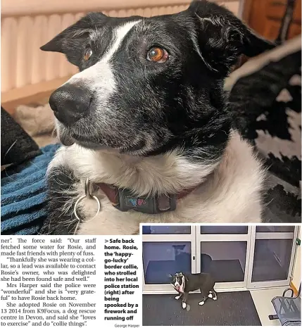  ?? George Harper ?? > Safe back home. Rosie, the ‘happygo-lucky’ border collie, who strolled into her local police station (right) after being spooked by a firework and running off