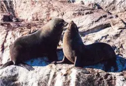  ??  ?? Isle des Phoques (Island of seals) once had a sealing station. Today it’s a nature reserve and haven for these Australian fur seals.