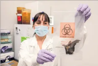  ?? ?? Gina Douville, a public health microbiolo­gy supervisor, holds a specimen bag containing a bat that tested negative for rabies at the newly expanded public health lab.