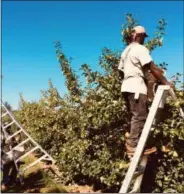  ?? PAUL POST - PPOST@DIGITALFIR­STMEDIA.COM ?? Bowman Orchards relieves heavily on skilled migrant workers from Jamaica who help bring in the harvest each year. They come to the U.S. under the H-2A visa program for temporary agricultur­al workers.