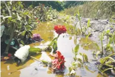  ?? AP PHOTO/CHARLES KRUPA ?? A zinnia flower stem rises from the flood waters, which destroyed crops, at the Intervale Community Farm on July 17 in Burlington, Vt.