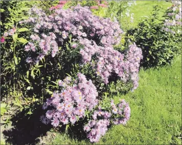  ?? — Photo by Janice Wells/Special to The Telegram ?? Purple ones are the most common, but New England asters also come in pink and red.