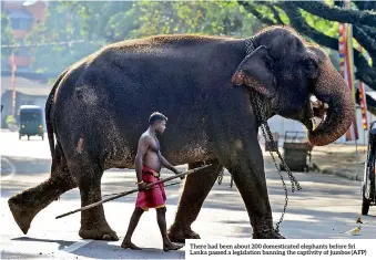  ??  ?? There had been about 200 domesticat­ed elephants before Sri Lanka passed a legislatio­n banning the captivity of jumbos (AFP)