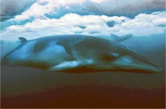  ??  ?? Scientists were researchin­g killer whales when they captured what is thought to be the first underwater footage of a minke whale in the Ross Sea.