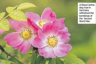  ??  ?? A Rosa Canina dog rose in Germany withstood the bombings of the Second World War
