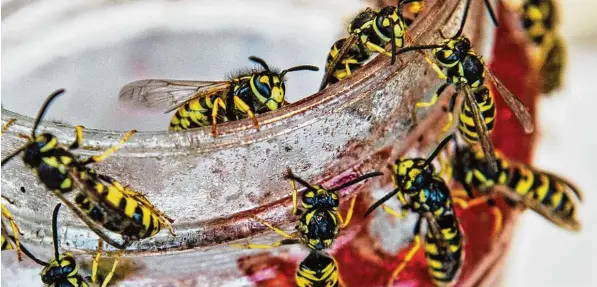  ?? Foto: Paul Zinken/ dpa ?? Schwierig wird’s ab und zu im Spätsommer schon am Frühstücks­tisch, wenn sich Mensch und Tier in die Quere kommen.